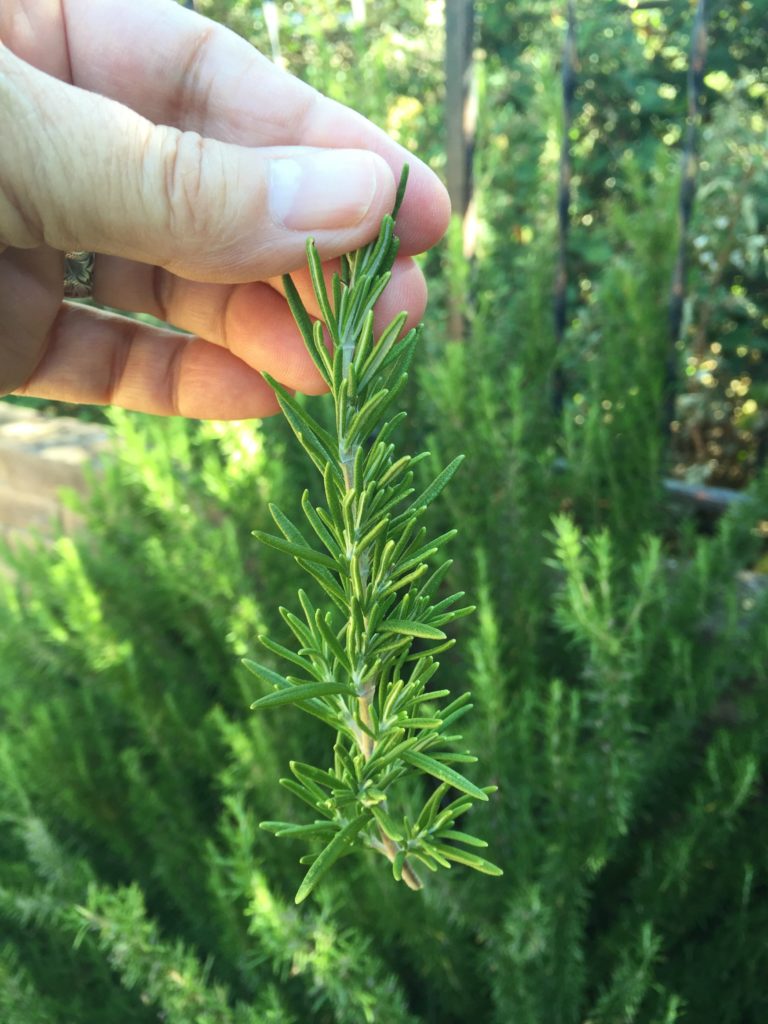 Fresh Rosemary Vegelicious Kitchen   File Jun 10 9 34 32 PM 768x1024 